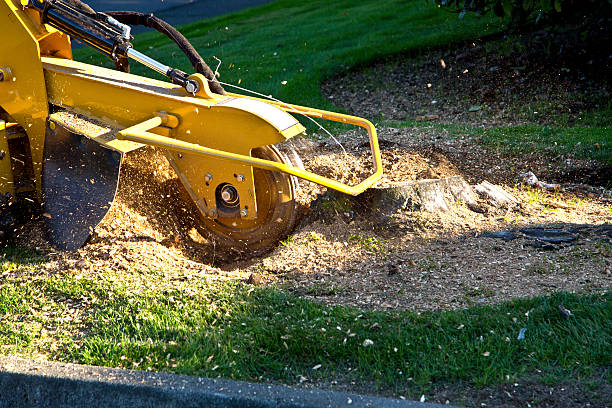 Best Tree and Shrub Care  in Adel, IA