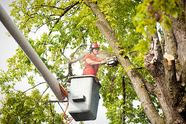 Best Hedge Trimming  in Adel, IA