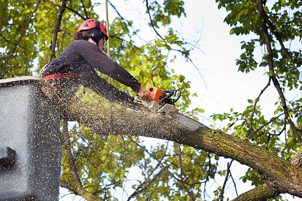 Best Lawn Renovation and Restoration  in Adel, IA